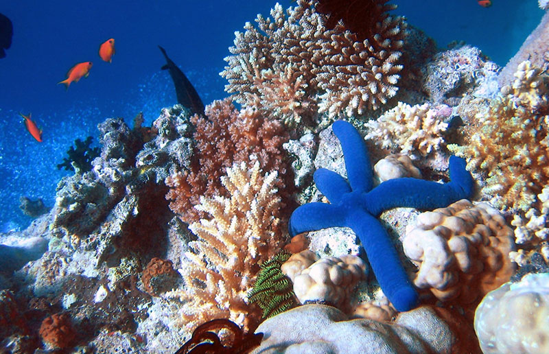 Blue_Linckia_Starfish