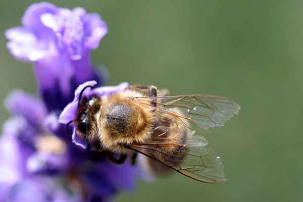 Bee_wings_in_detail